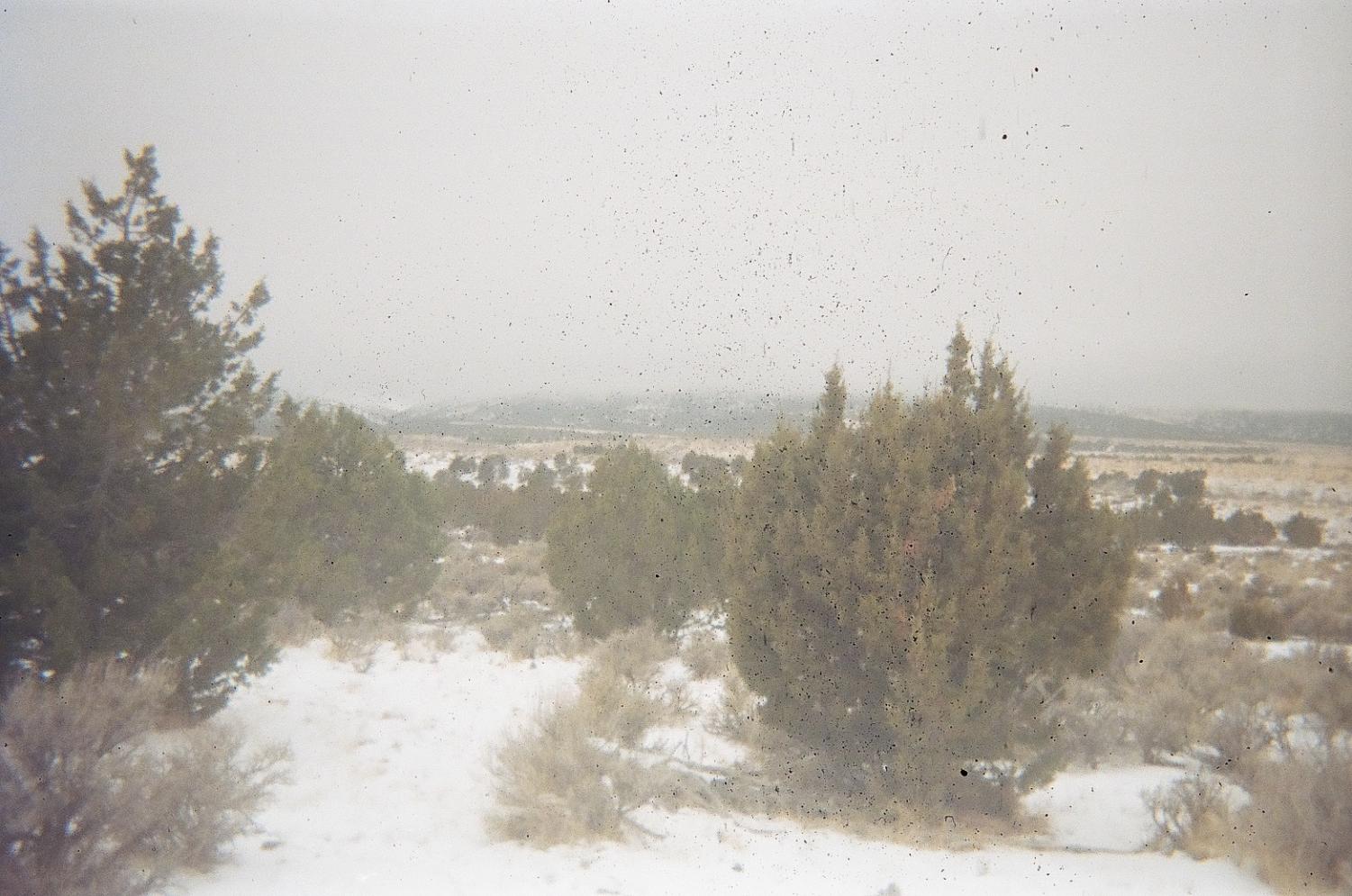 Film photo of trees against the barren winter landscape at the wilderness program in Utah.