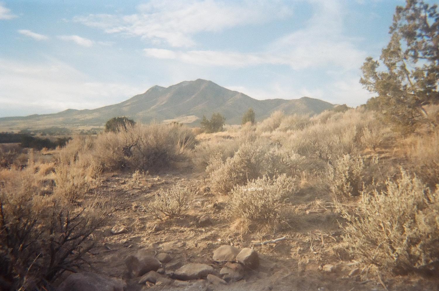 Film photo of a mountain in the distance. In the foreground stand dry plants.