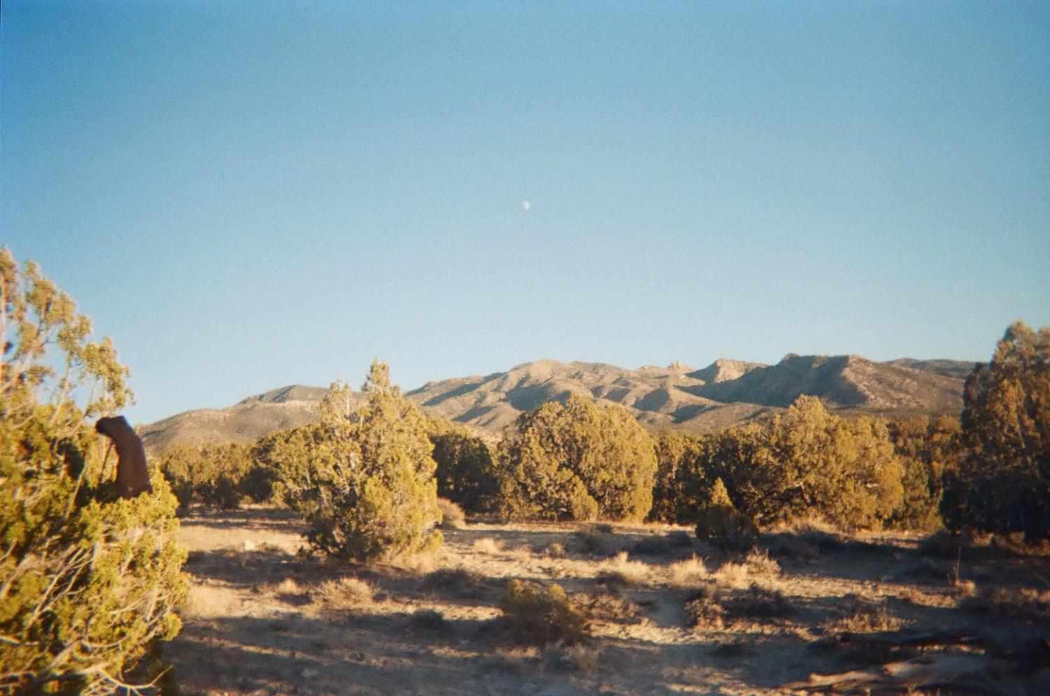 Film photo of trees on a hilly landscape at the wilderness program in Utah.