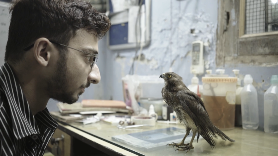 A person wearing glasses and a striped shirt looks at a bird standing on a table in front of him.