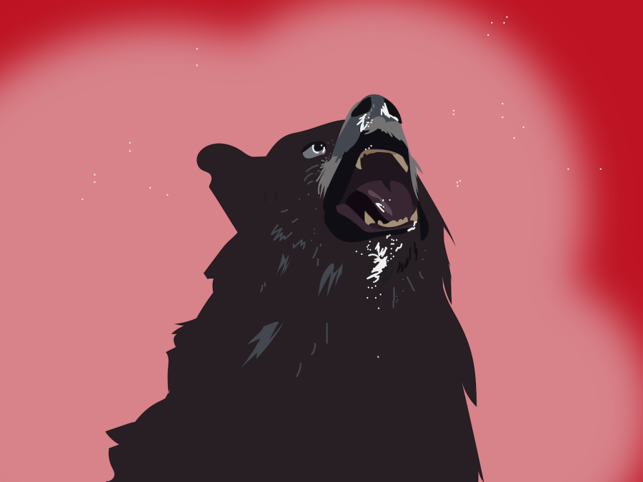 Evil+black+bear+growls+on+red+background.