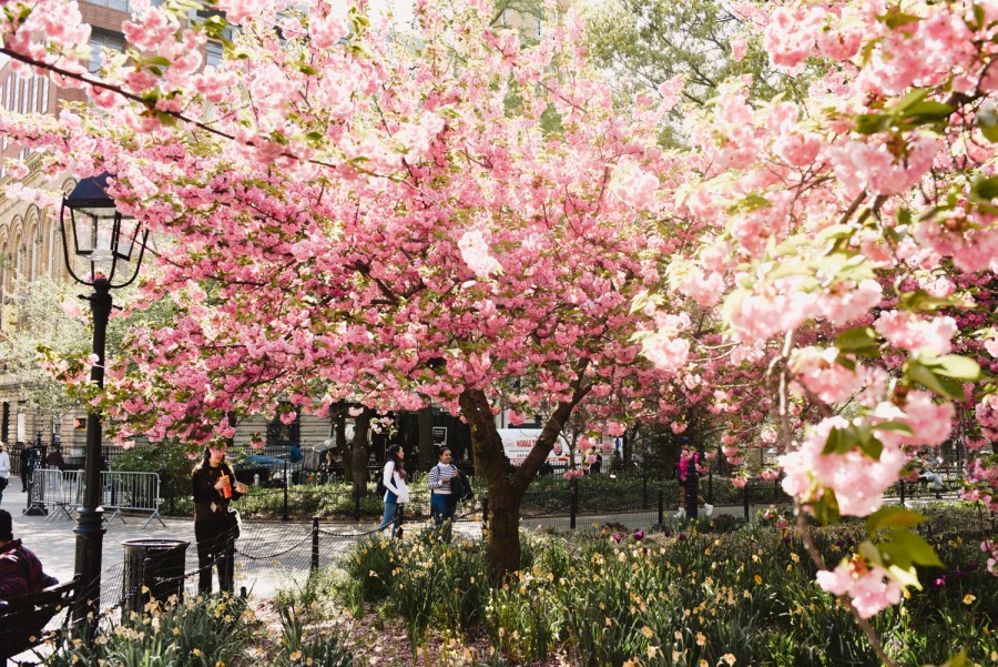 A flourishing cherry blossom tree in Washington Square Park.
