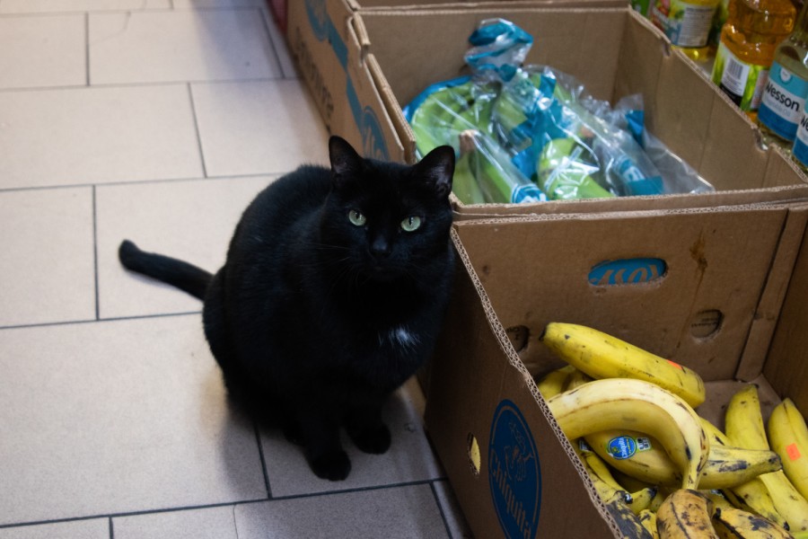 A black cat with green eyes sits inside a corner store with several paper boxes next to it