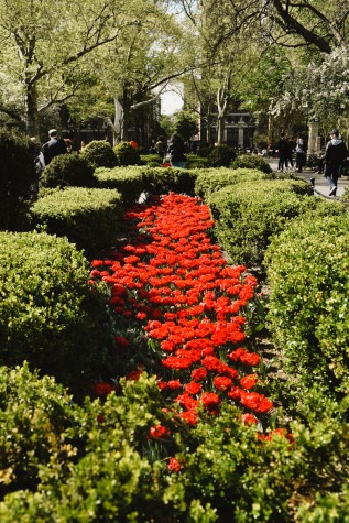 A bed of red tulips fenced in by hedges in Washington Square Park.