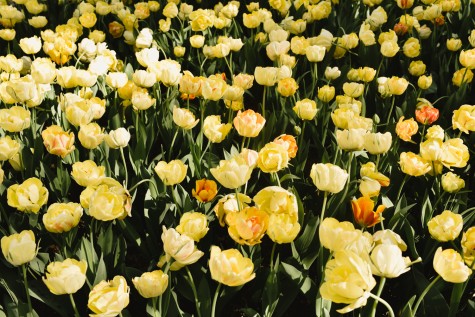 A bunch of yellow tulips blooming from the ground.