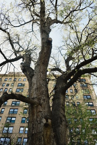 A large English elm tree stands in front of a building in Washington Square Park.