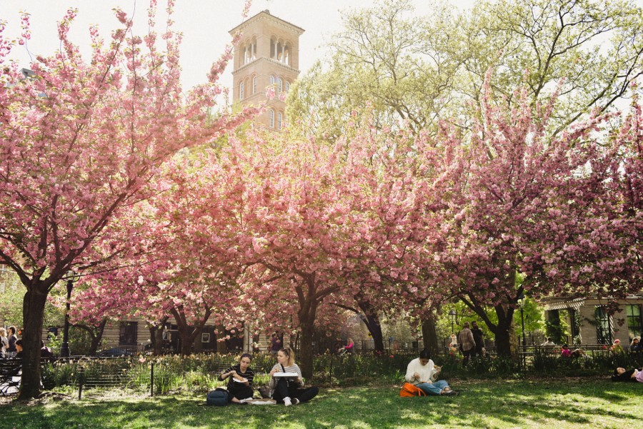 A row of blooming pink cherry blossom trees on the south side of Washington Square Park.