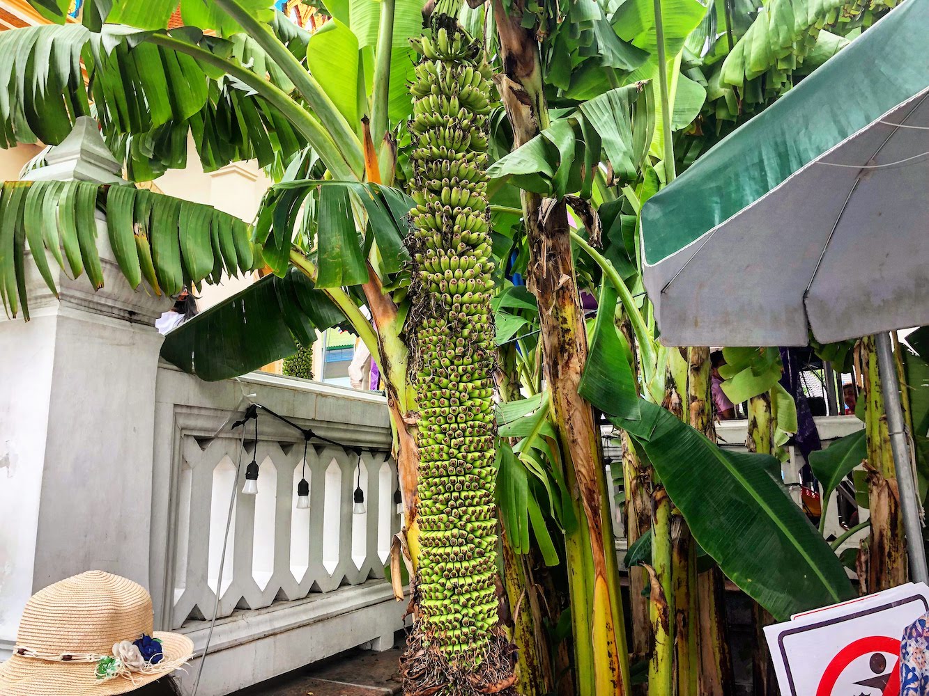 A banana tree with hundreds of bananas.