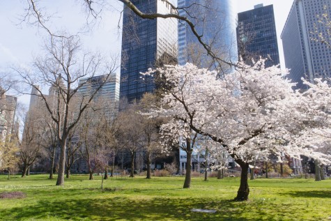 A view in Battery Park with a blossoming cherry blossom tree and skyscrapers in the background.