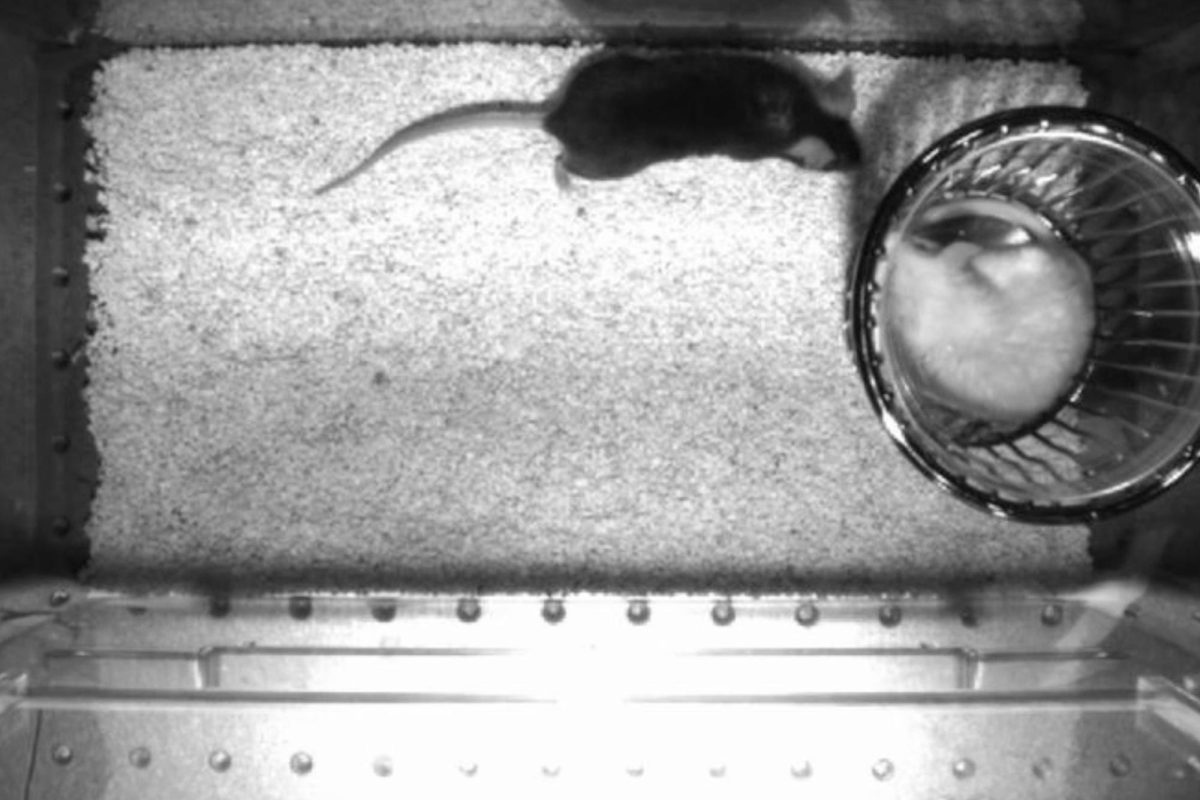 A black-and-white photo of two mice in a bin. One mouse, which is white, is inside a glass, while the other mouse, which is darker in color, is positioned outside the glass.