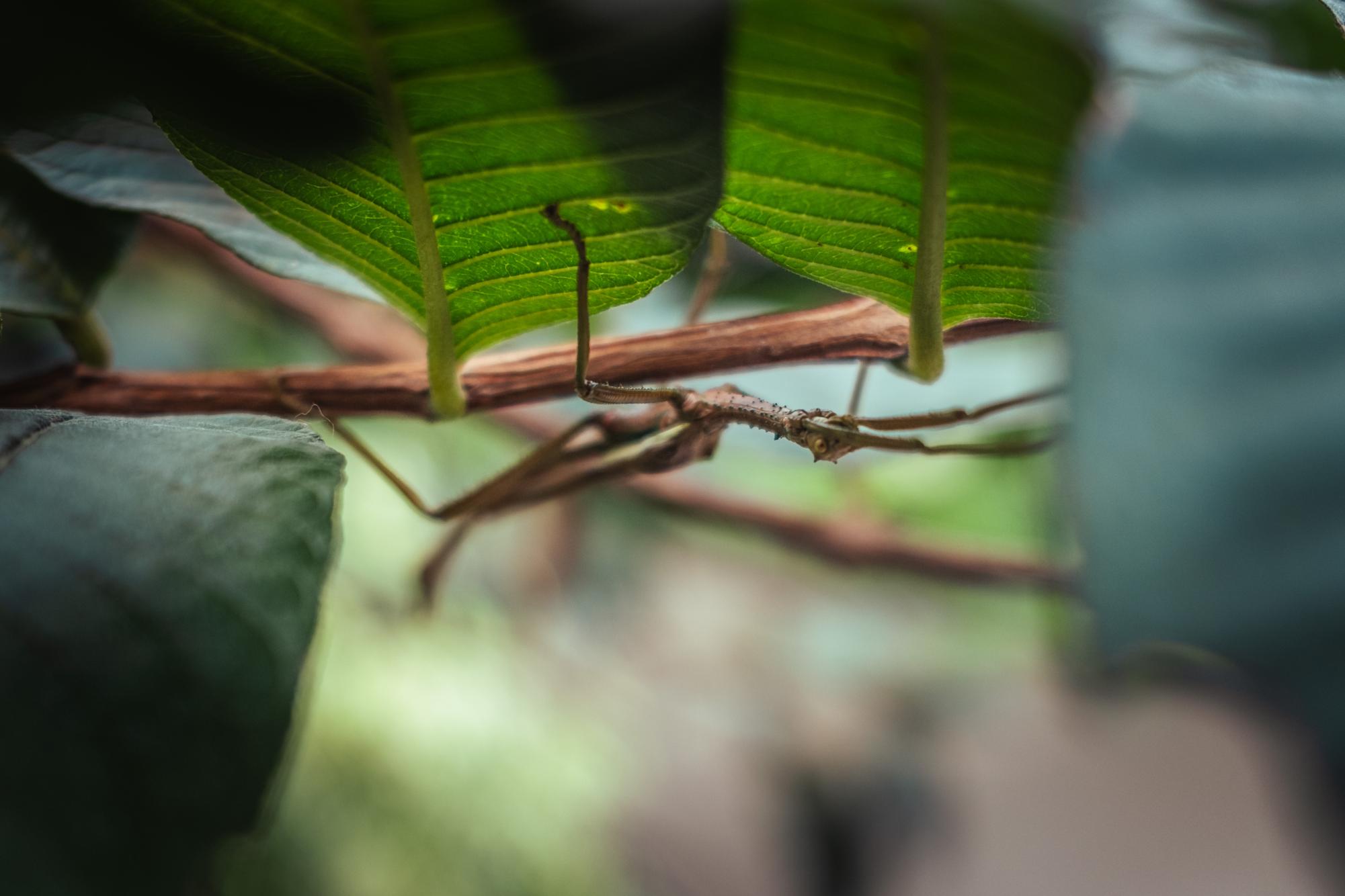 A stick-bug hanging upside down on a branch with leaves.