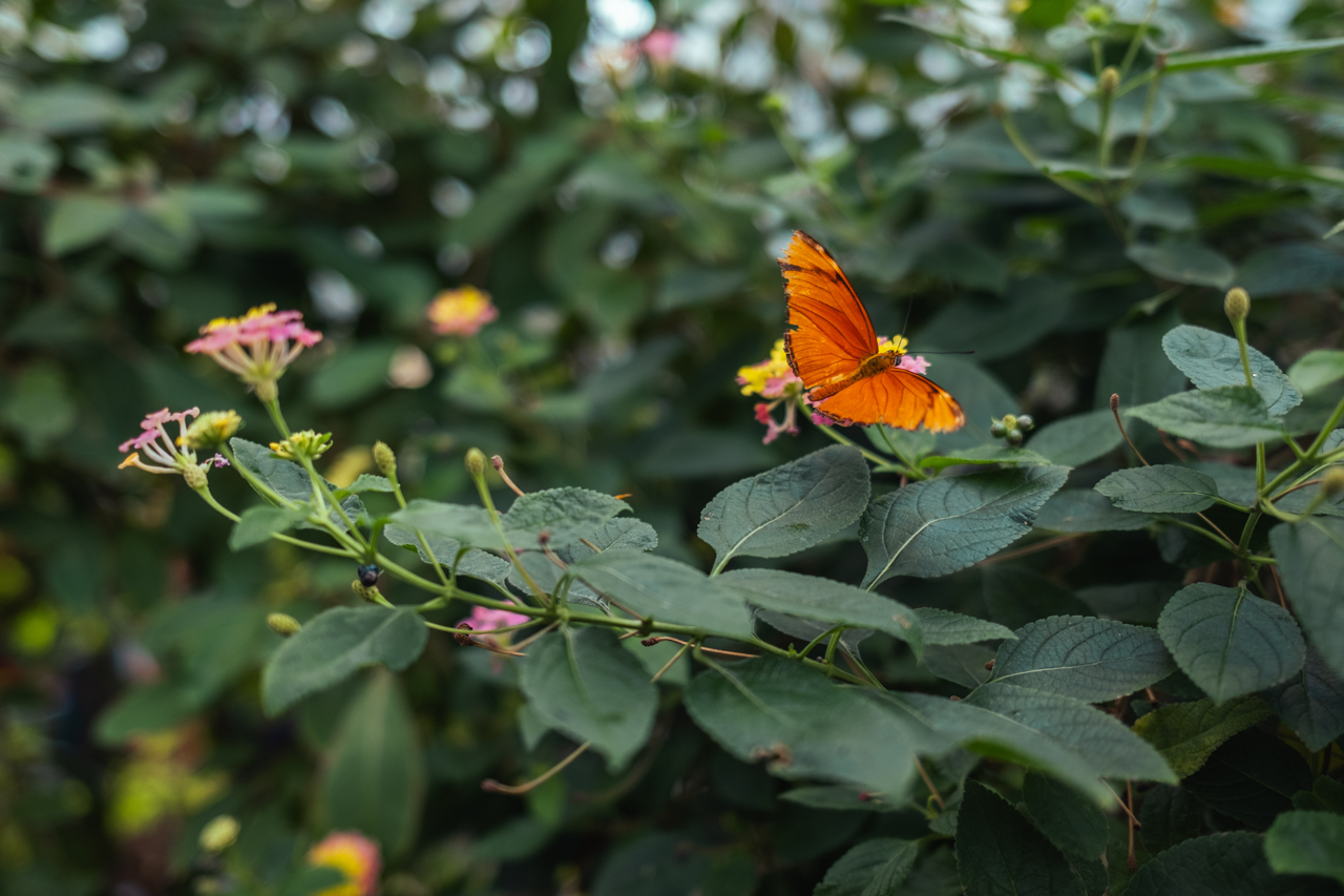 An orange butterfly sitting on the stem of a flowering plant.