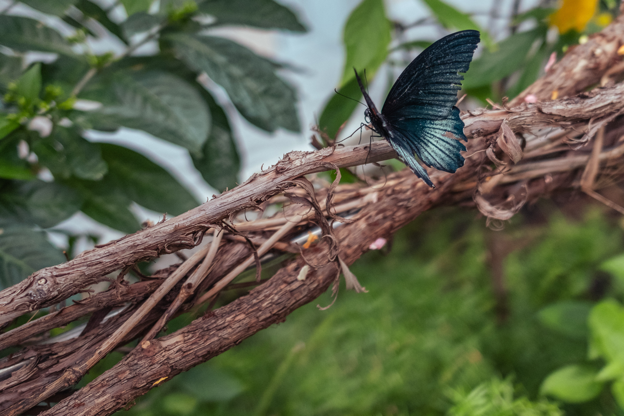 A blue butterfly sitting on a web of branches.