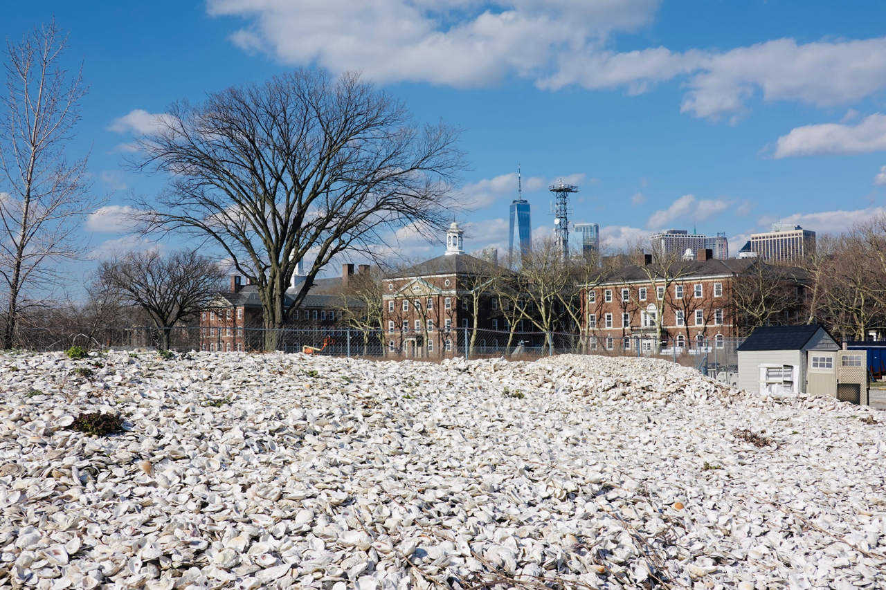 A field of oyster shells on Governors Island.