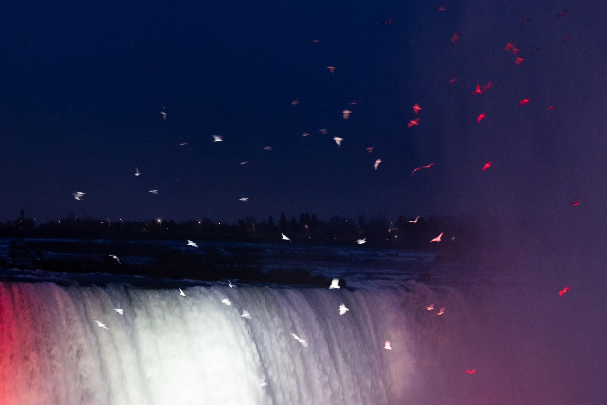 The Niagara Falls with red lights and lots of birds flying around.