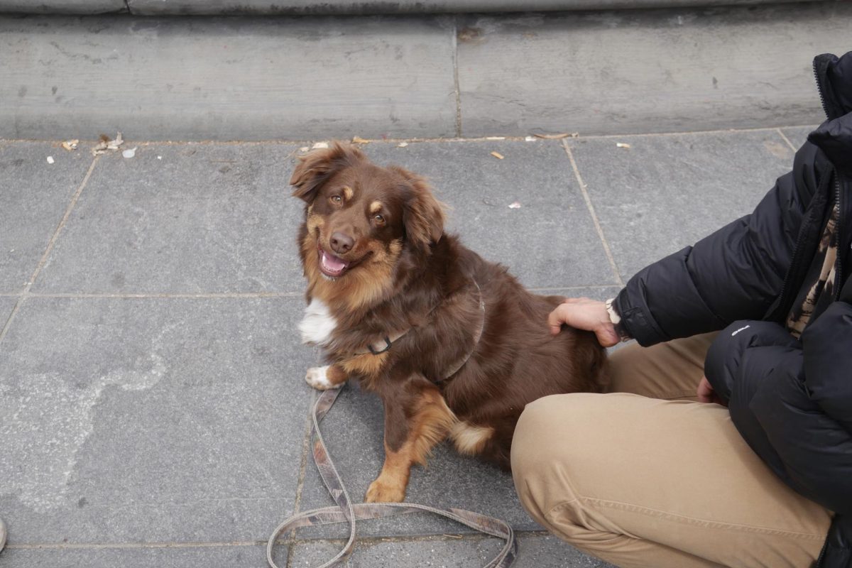 A medium sized brown, orange and white dog sitting on concrete, being pet by a person wearing khaki pants and a black puffer.