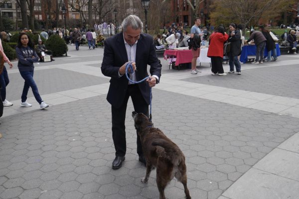 A man in a dark blue suit holds a blue leash and is looking at a large, dark brown dog.