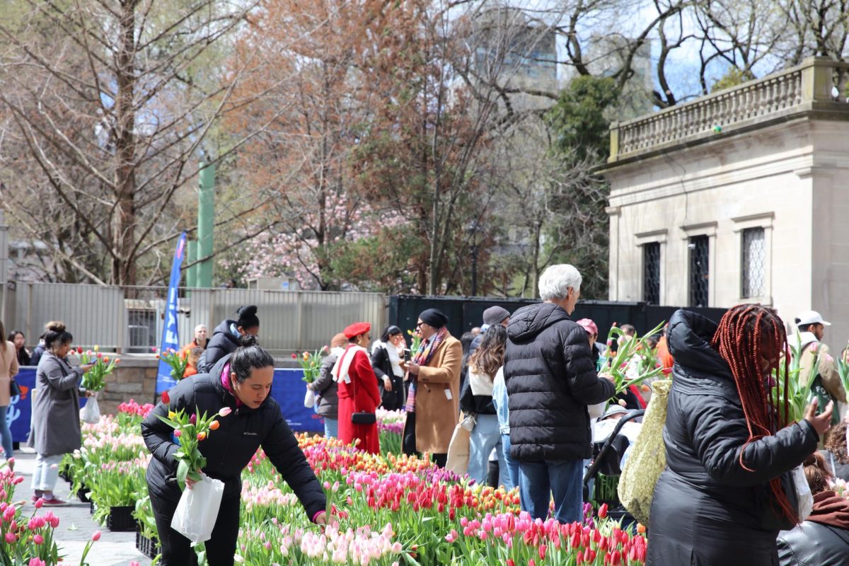 Dozens of people walk through rows of tulips while picking them to create bouquets.