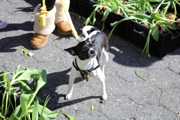 A small black and white dog on a leash stands by black crates filled with tulips.