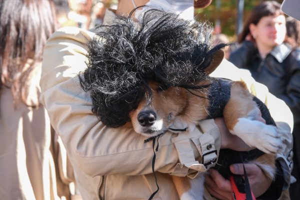 A corgi in a curly black wig being held by its owner.