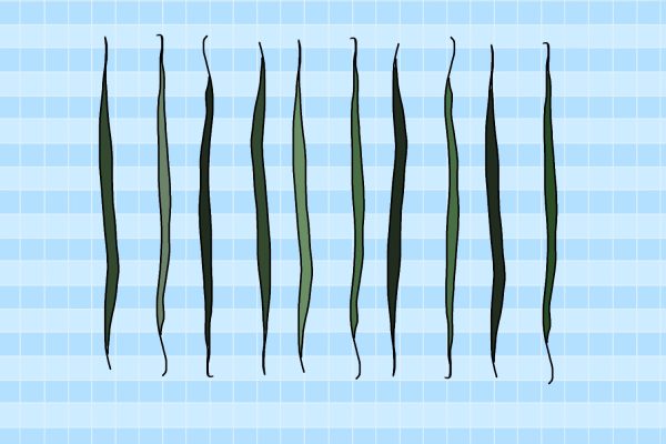 An illustration of eight green beans against a blue and white background.