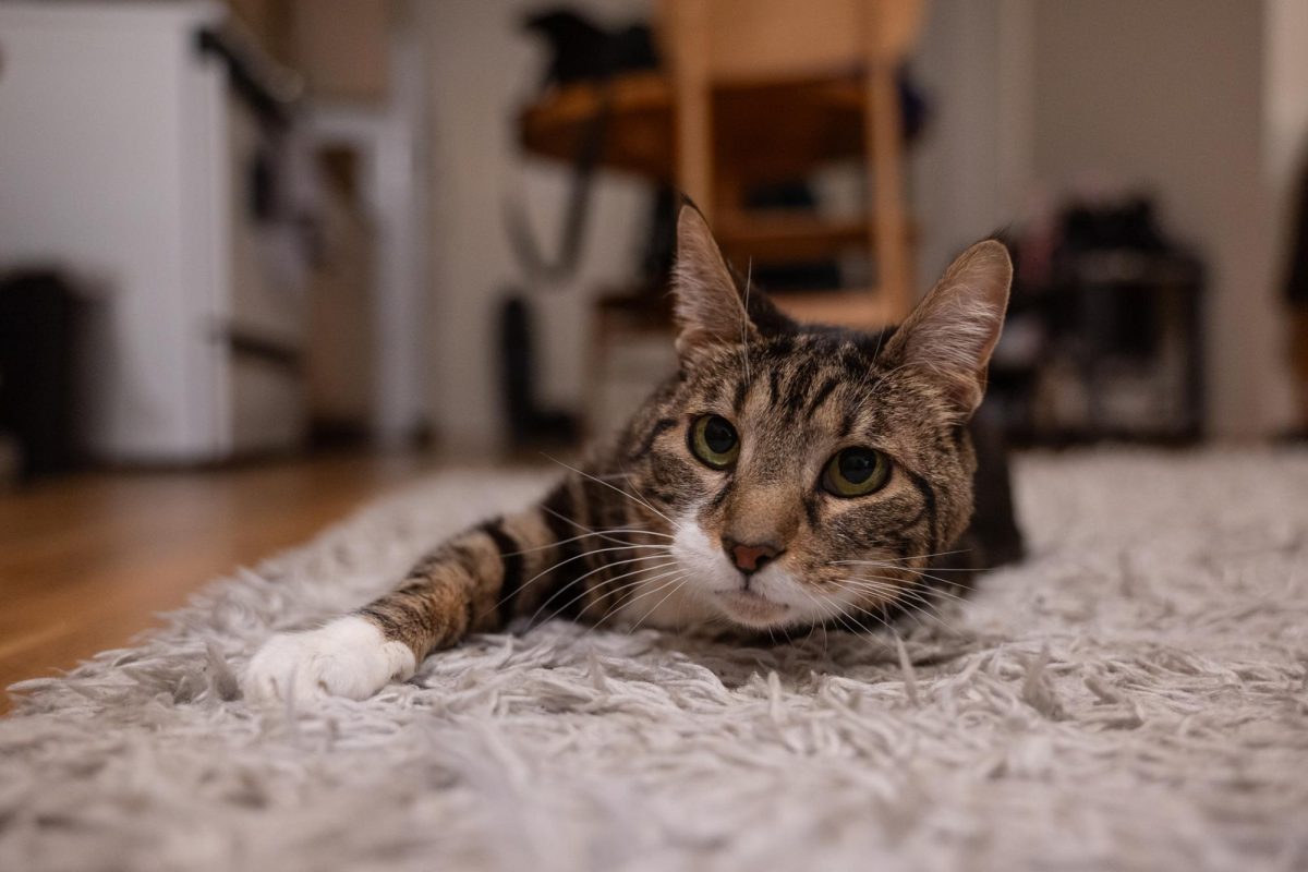 Moth lounges on the carpet, observing her owner with a keen gaze. (Kiran Komanduri for WSN)